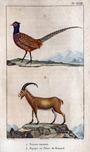 Vanlig fasan og Bezoards Chevre. Tavle hentet fra "" Fauna of the Docs eller historien om dyr og deres produkter "" av Hippolyte Cloquet av Hippolyte Cloquet