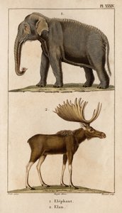 Elephant and Elan." "Fauna des Mdecins eller historien om dyr og deres produkter av Hippolyte Cloquet" - bind 6 - 1825.