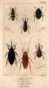 Sikorimylabraen, ertesviten, hvetenettet, palmetettet, Hitch Bacchus, den orientalske kakerlakken i ""Fauna of Doctors or the History of Animals and their Products by Hippolyte Cloquet"" - bind 6 - 1825. av Hippolyte Cloquet