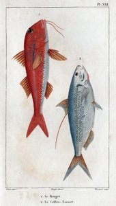 Rouget og Caillou-Tassart (Caillou Tassart). I ""Fauna des Medecins eller historien om dyr og deres produkter av Hippolyte Cloquet"" - bind 6 - 1825. av Hippolyte Cloquet