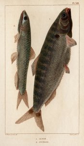 Shad and Ansjos." "Fauna des Mdecins eller historien om dyr og deres produkter av Hippolyte Cloquet" - Bind 6 - 1825. av Hippolyte Cloquet
