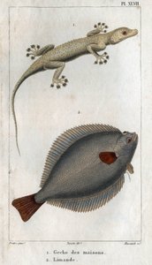 Gekkoen av hus og Limand. Tallerken hentet fra "" Fauna of Physics or History of Animals and their Products"" av Hippolyte Cloquet av Hippolyte Cloquet