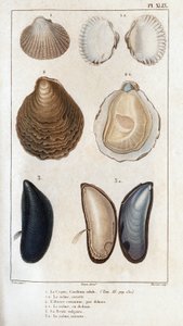 Skroget, det samme åpne, den vanlige østersen, den samme åpne, den vulgære muggsoppen, den samme åpne.» Fauna av leger eller historie om dyr og deres produkter av Hippolyte Cloquet"" - av Hippolyte Cloquet