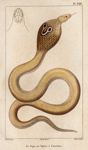 Najaen eller hoggormen har briller." "Fauna des Mdecins eller historien om dyr og deres produkter av Hippolyte Cloquet" - Bind 6 - 1825. av Hippolyte Cloquet