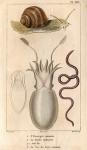 Den vanlige sneglen, den vanlige blekkspruten, dens bein, den vanlige meitemarken.i "" Faunaen i havnene eller historien til dyr og deres produkter av Hippolyte Cloquet""" - Bind 6 - 1825.