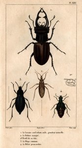 Takvinduet for mannlige drager, naturlig størrelse, Reduve-masken, de vanlige blapsene, proscarabeen Meloe i "" Faunaen til legene eller dyrenes historie og deres produkter av Hippolyte Cloquet"" - Bind 6 - 1825.