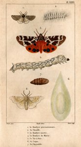 Prosesjons Bombyce, dens larve, Marten Bombyce, Murier Bombyce, Silk Worm, dens skrog, dens chrysalide.in "" Fauna of the Doctors or history of animals and their products by Hippolyte Cloquet"" -