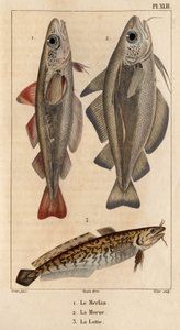 Hvitingen, torsken og laken.» Fauna des Mdecins eller historien om dyr og deres produkter av Hippolyte Cloquet" - Bind 6 - 1825.