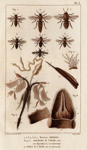 Forskjellige bier." "Fauna des Mdecins eller historien om dyr og deres produkter av Hippolyte Cloquet" - Bind 6 - 1825. av Hippolyte Cloquet