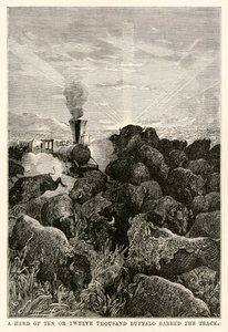 En flokk på ti eller tolv tusen bøfler sperret sporet, fra Around the World in Eighty Days av Jules Verne (1828-1905), gravert av Louis Prevost, 1873