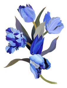 Blå tulipan
