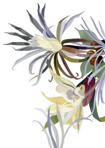 Elegante, skjegglignende blomster.