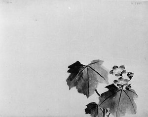 Klokkeblomst, 1800-tallet.