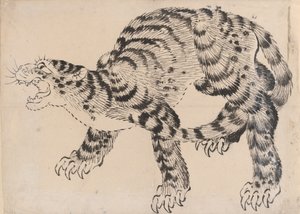 Tiger, 1800-tallet.