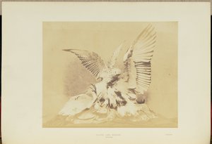  av Hugh Owen