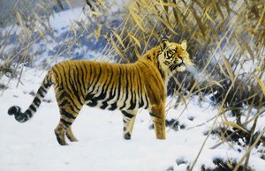 Tiger i et vinterlandskap av Hugo Ungewitter