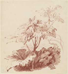 Blomstrende plante med knopper av I Jean Baptiste Hüet