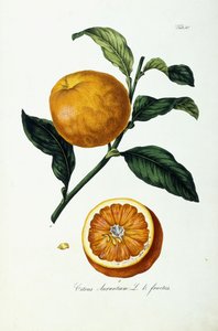Oransje frukt, sitrus av Ignaz (after) Strenzl