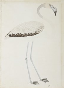 En flamingo, ca. 1780 (ugjennomsiktig wc på papir) av Indian School