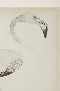 En flamingo, detalj, ca. 1780 (ugjennomsiktig wc på papir) av Indian School
