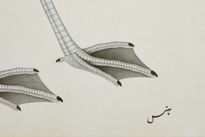 En flamingo, detalj, ca. 1780 (ugjennomsiktig wc på papir) av Indian School