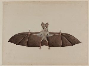 Asiatisk mindre falsk vampyrflaggermus, ca. 1790 av Indian School