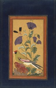 Fink, valmuer, øyenstikker og bie, 1650-70 (ugjennomsiktig wc og gull på papir) av Indian School