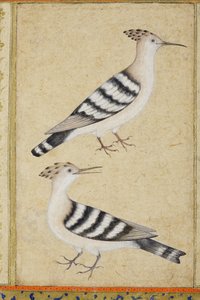 Hoopoes, ca. 1590 (ugjennomsiktig wc og gull på papir) av Indian School