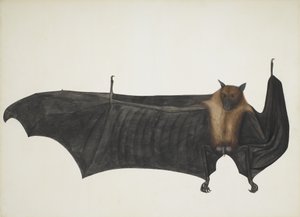 Indian Flying Fox også kjent som Great Indian Fruit Bat, Pteropus Giganteus, c1800. av Indian School
