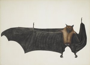 Indian Flying Fox også kjent som Great Indian Fruit Bat; Pteropus Giganteus, ca. 1800 (håndfarget gravering) av Indian School