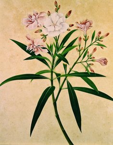 Oleander, ca. 1840 (gouache) av Indian School