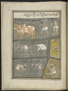 Pløying; graving; transplantere paddy; høsting,  86 tegninger bundet inn i et bind som viser handel og yrker i Kashmir, håndverkere vises i arbeid med redskaper og utstyr,  Av en Kashmir-kunstner, sannsynligvis i Srinagar, ca. 1850-60 (gou av Indian School