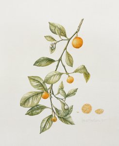 Ornamental Orange, 1995 (wc) av Iona Hordern