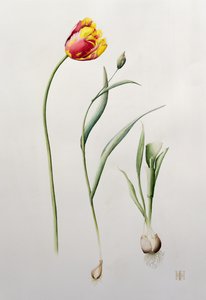 Parrot Tulip, 1995 (wc) av Iona Hordern