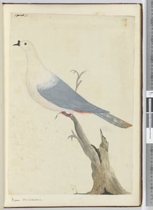 F.11 Due. Ny-Caledonia, 1772–75 (wc) av Isaac Smith