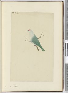 F.12 Due. Ny-Caledonia, 1772–75 (wc) av Isaac Smith