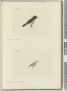 F.13 Fantail. New Zealand F.14 Liten viftehale. New Zealand, 1772–75 (wc) av Isaac Smith