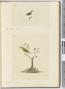 F.15 Liten viftehale. New Zealand F.16 Spotfugl. New Zealand, 1772–75 (wc)