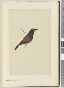 F.18 Wattle fugl. Gjøk. New Zealand, 1772–75 (wc)