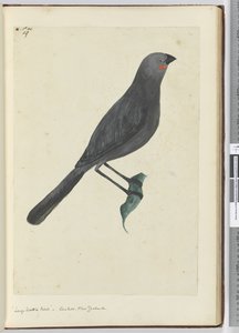 F.19 Stor hvatelfugl, gjøk. New Zealand, 1772–75 (wc)
