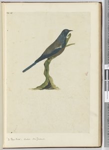 F.20 Poyafuglen, gjøk. New Zealand, 1772–75 (wc)