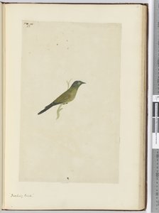 F.22 Spotfugl, 1772–75 (wc) av Isaac Smith