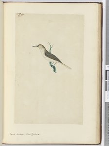 F.23 Liten gjøk. New Zealand, 1772–75 (wc)