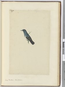 F.25 Stor viftehale. New Zealand, 1772–75 (wc) av Isaac Smith