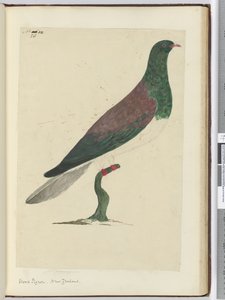 F.26 Skogdue. New Zealand, 1772–75 (wc)