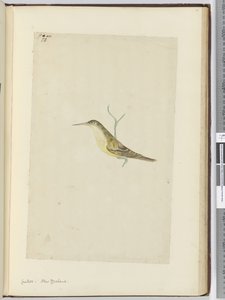 F.28 Gjøk. New Zealand, 1772–75 (wc) av Isaac Smith