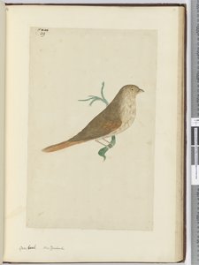 F.29 Grovnebb. New Zealand, 1772–75 (wc) av Isaac Smith