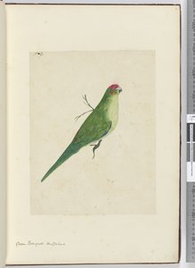 F.2 Grønn parkett. New Zealand, 1772–75 (wc) av Isaac Smith