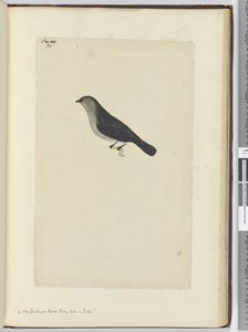 F.30 En New Zealand fugl tam som en rødstrupe, 1772-75 (wc) av Isaac Smith