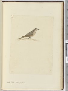 F.31 Sandlerke. New Zealand, 1772–75 (wc) av Isaac Smith